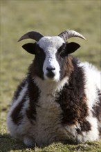 Jacob's sheep are a breed of unimproved multi-horned sheep patterned with black and white patches. They are prized for their wool