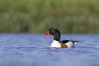 Common shelduck