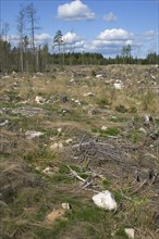 Felled and cleared coniferous forest