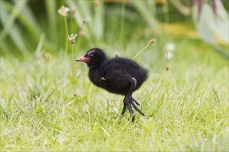 Common Moorhen