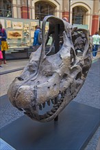 Schaedel eines Brachiosaurier