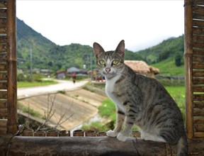 Domestic cat