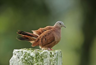 Reddish coarse dove