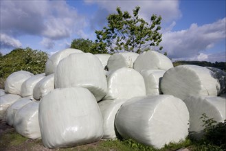 Large silage bales wrapped in plastic