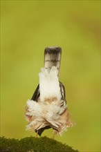 Eurasian eurasian sparrowhawk