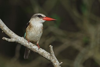 Striated Kingfisher