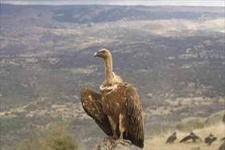 Eurasian Griffon Vulture