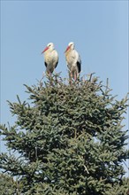 Weissstorchen Paar steht waehrend der Paarungszeit in ihrem Nest inmitten der Baumkrone einer grossen Fichte