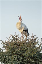 Single white stork standing in the nest and clacking its beak