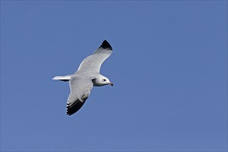 Audouin's audouin's gull
