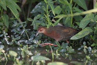 Adult Red-breasted Crake