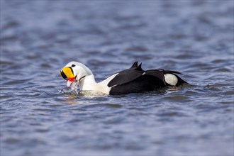 King Eider adult male