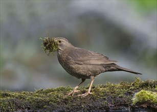 European Blackbird
