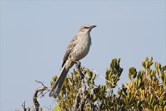 Bahama Mockingbird