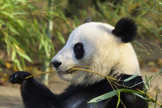 Giant Panda