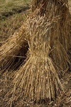 Best quality thatch is grown from older wheat varieties that produce tall