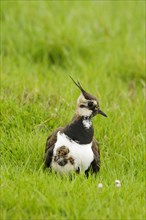 Northern northern lapwing
