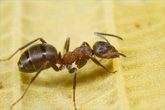 Hairy Wood Ant