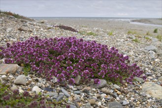 Early flowering thyme