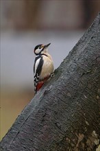 Big Spotted Woodpecker