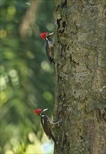 Lanceolated Woodpecker