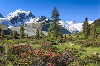 Zahleiche bluehende Alpenrosen vor dem schneebedekten Piz Roseg im Oberengadiner Val Roseg