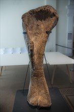 Rechter Oberarmknochen eines Brachiosaurier