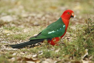 Australian king parrots