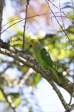 Song parrot