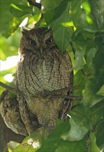 Tropical screech owl