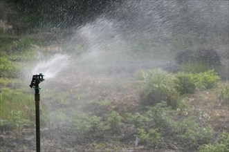 Automated garden sprinkler system watering vegetable garden