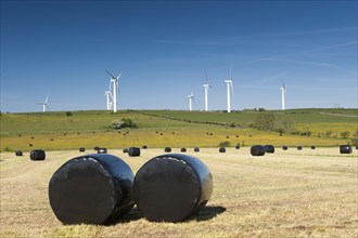 Field of plastic-wrapped silage round bales