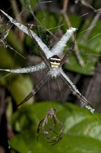 Multicoloured St. Andrew's Cross Spider