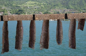 Drying freshwater fish