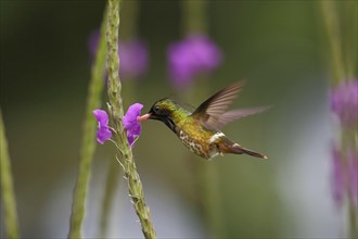 Black-crested coquette