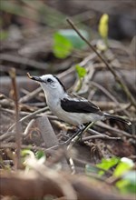 Pied Water-tyrant