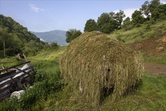 Freshly cut hay