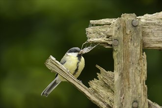 Young great tit