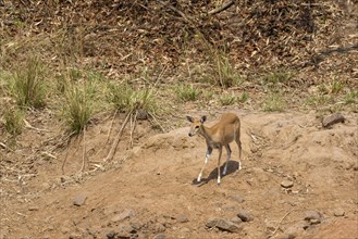 Four-horned antelope