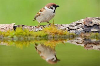 Reflection of the eurasian tree sparrow