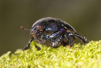Common Dung Beetle