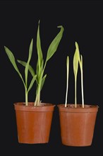 Maize or maize seedlings germinated and grown with and without light severely weakened yellow plants