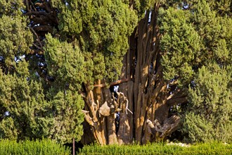 Oldest cypress