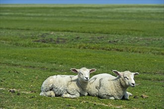 Zwei Laemmer der Texel Schafrasse ruhen auf der Weide im Marschland