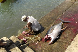 Fishermen gut tuna