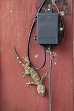 Adult Tokay Gecko