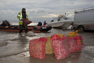 Licensed cockle pickers unloading bags from boats after picking from cockle beds