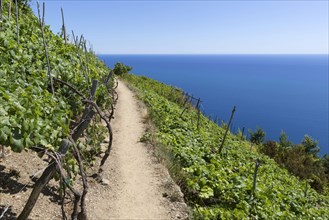 Vineyards growing on steep slope at coast