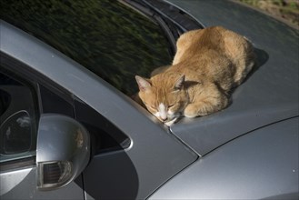 A red-haired cat sleeps on a windscreen wiper between the bonnet and the windscreen on a nice day
