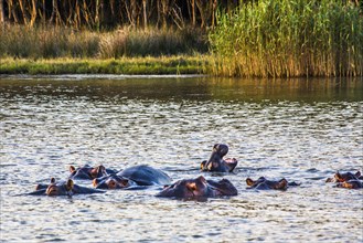 Hippos in the evening light